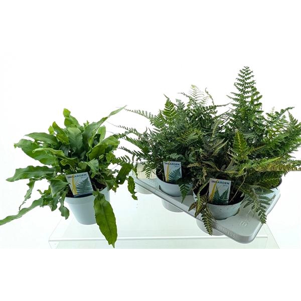 <h4>Buitenvarens Mix</h4>