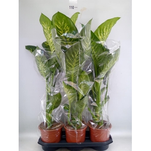 Dieffenbachia seg. 'Tropic Snow'