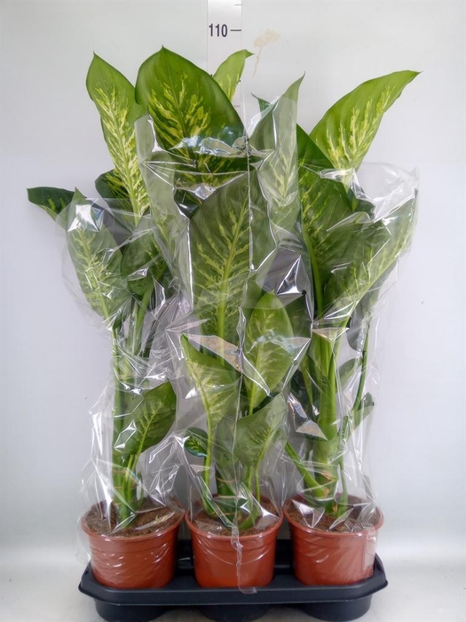 <h4>Dieffenbachia seg. 'Tropic Snow'</h4>