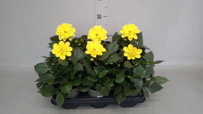 <h4>Dahlia   ...</h4>