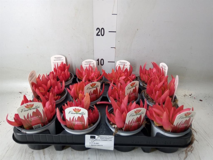 <h4>Crassula   ...</h4>