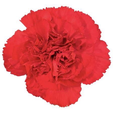 <h4>DI ST DON PEDRO F U N Z A</h4>