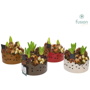 Zinken schaal Huisjes Small LED met Hyacinten