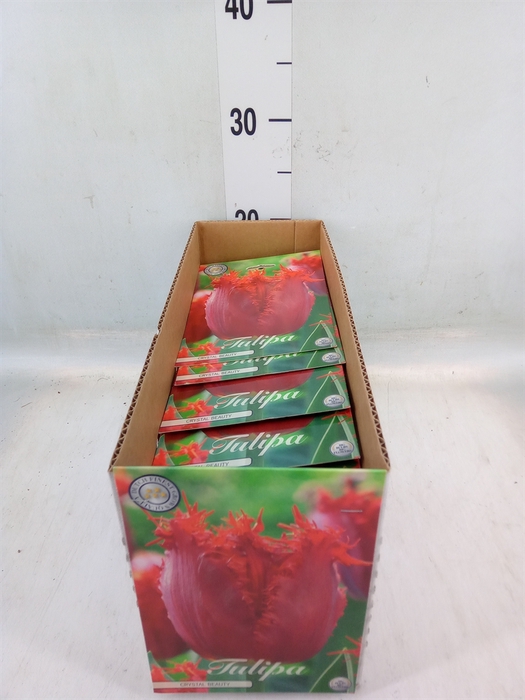 <h4>Tulipa   ...flowerbulbs</h4>