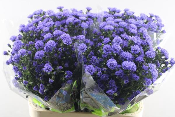 <h4>Ast Astee Dark Milka</h4>