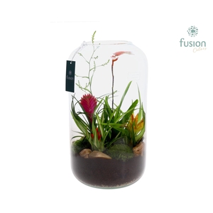 Green Bottle Isabella XXLarge met Bromelia