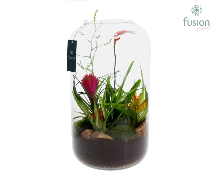 <h4>Green Bottle Isabella XXLarge met Bromelia</h4>