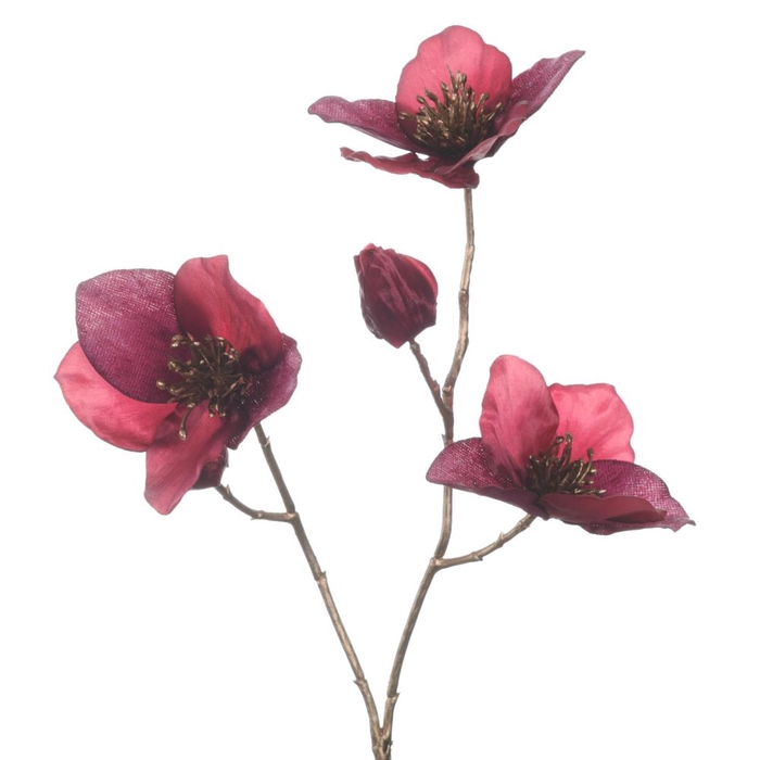 <h4>Af Helleborus X3 L51cm Magenta</h4>