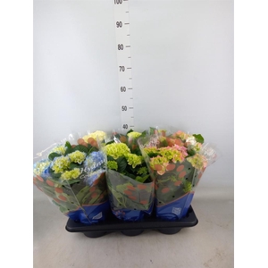 Hydrangea mac.   ...mix