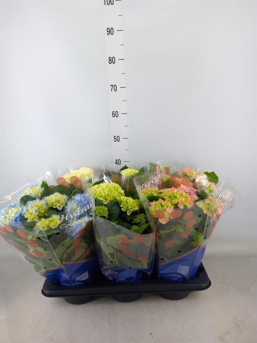 <h4>Hydrangea mac.   ...mix</h4>