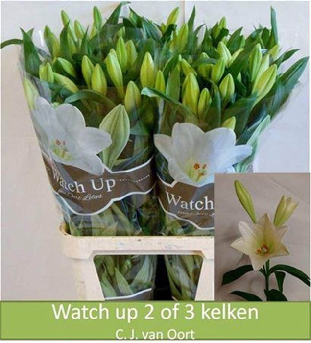 <h4>Li Lf Watch Up 3+</h4>