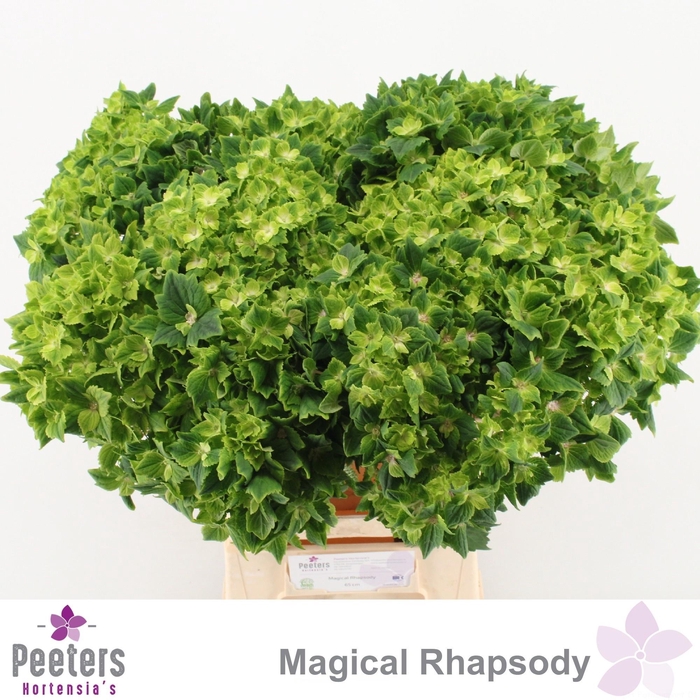 <h4>HYDR M MAG RHAPSODY</h4>