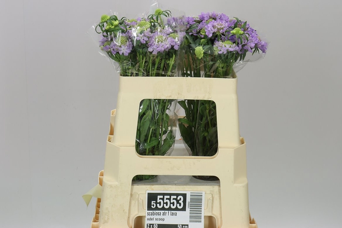 <h4>Scabiosa Atr F Lavandel Scoop</h4>
