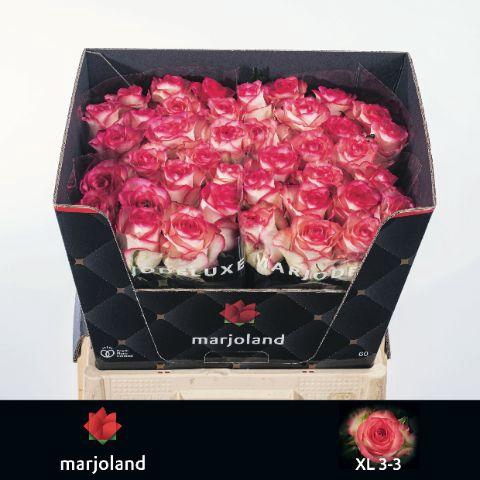 <h4>Rosa gr Jumilia</h4>