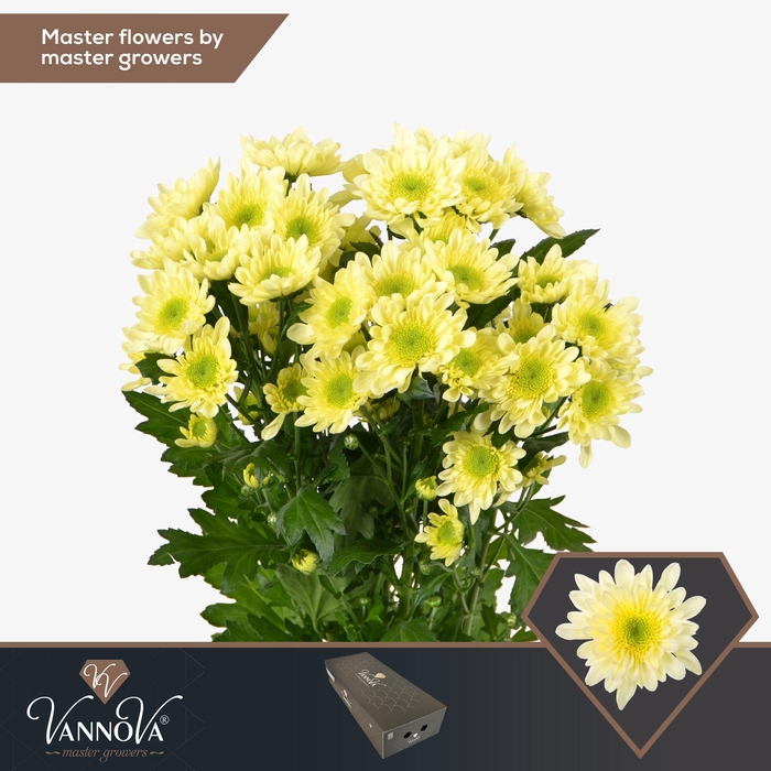 <h4>Chr T Radost Cream</h4>