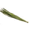 Typha Vacuum X5