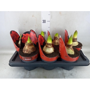 Hippeastrum GA 'Magnum'