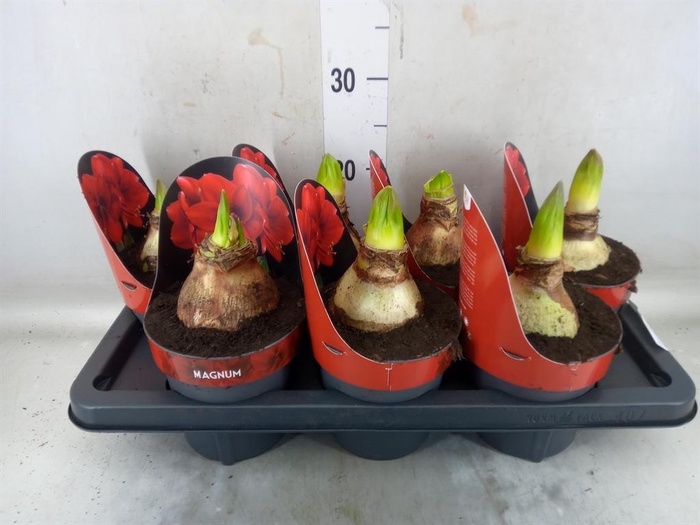 <h4>Hippeastrum GA 'Magnum'</h4>