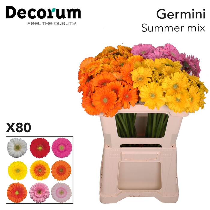 <h4>Germini Mix Summer Water</h4>