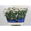 Aster Cassy