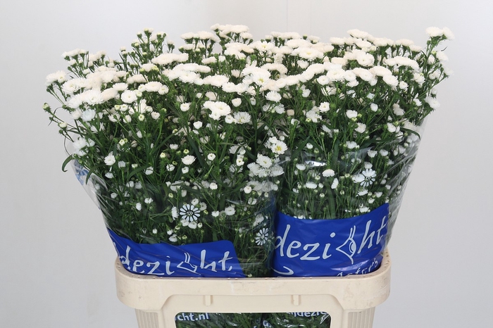 Aster Cassy