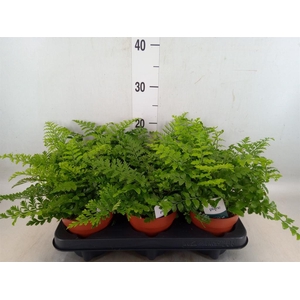 Asplenium  'Parvati'