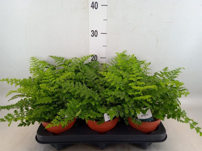 <h4>Asplenium  'Parvati'</h4>