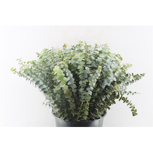 Euca Baby Blue 55cm Per Stem