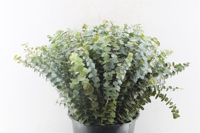 <h4>Euca Baby Blue 55cm Per Stem</h4>