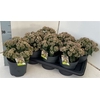 arr8 Sedum S Pink Passion