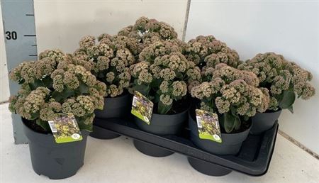arr8 Sedum S Pink Passion
