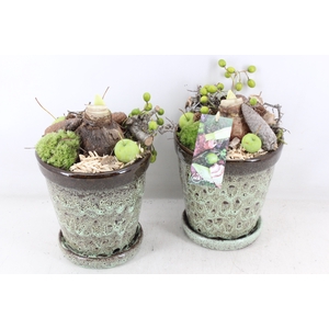 arr4 Amaryllis MB - Ker. luxe pot schotel x3