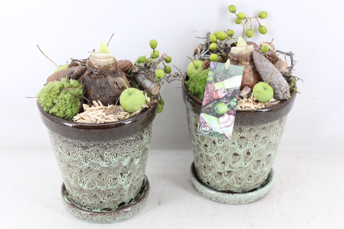 <h4>arr4 Amaryllis MB - Ker. luxe pot schotel x3</h4>