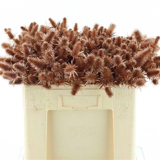 <h4>ERYN A OV KLB H%</h4>