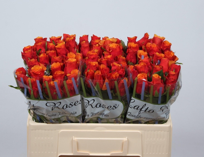 <h4>R GR ESPANA@</h4>