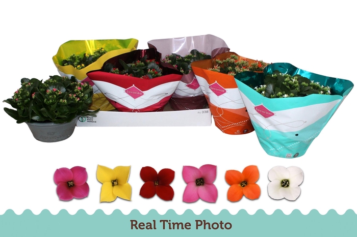 <h4>Kal En Gem 6 Kl</h4>