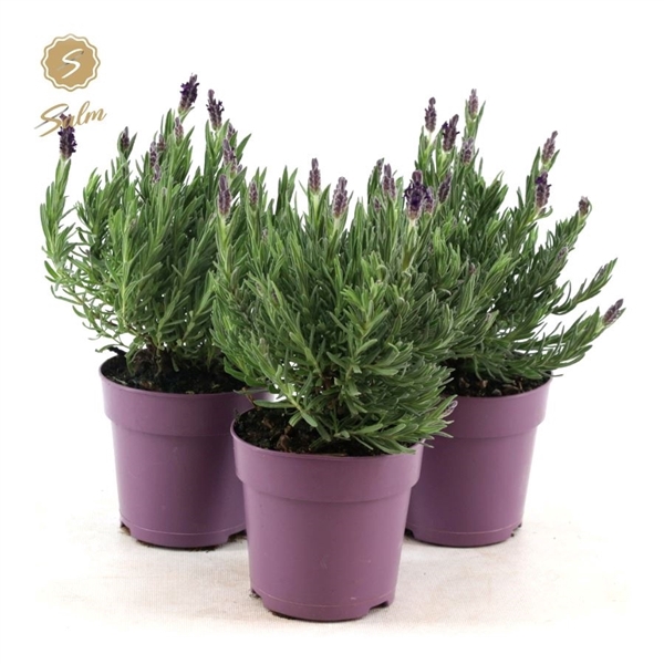 <h4>Lavandula st. 'Anouk'® Collection P12</h4>