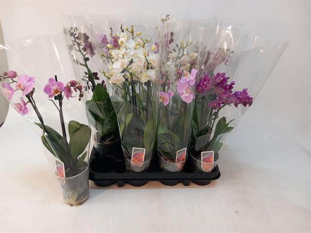 <h4>PHAL MF GEM 3 KL</h4>