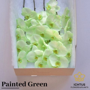 Phalaenopsis Coloured Green 7-9