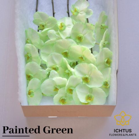<h4>Phalaenopsis Coloured Green 7-9</h4>