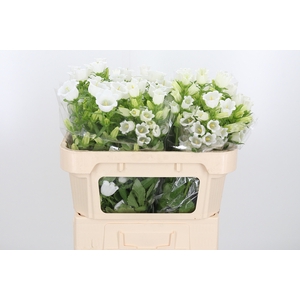 Campanula Champ Whit