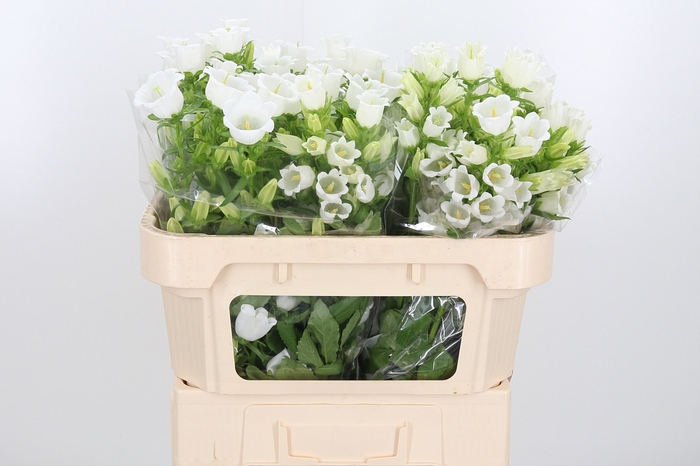 <h4>Campanula Champ Whit</h4>