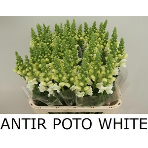 ANTIR POTO WHITE