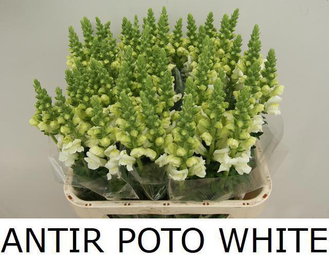 <h4>ANTIR POTO WHITE</h4>