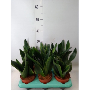 Sansevieria trifa.   ...