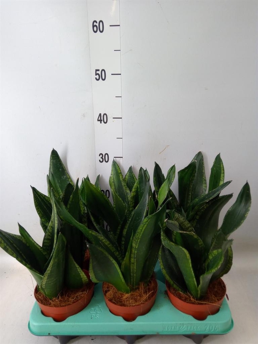 <h4>Sansevieria trifa.   ...</h4>