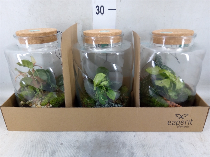 <h4>Arr.    Planten  H%</h4>