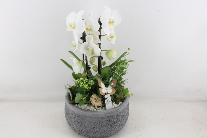 <h4>arr2 PL - Ker. bolschaal grey Phal.</h4>
