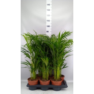 Dypsis lutescens   ...Chrysalidoca