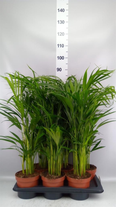 <h4>Dypsis lutescens   ...Chrysalidoca</h4>